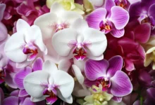 35 Espécies de Orquídeas para Decorar sua Casa