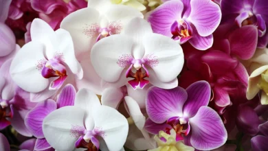 35 Espécies de Orquídeas para Decorar sua Casa