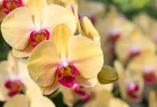 7 cuidados essenciais com as MINI ORQUÍDEAS
