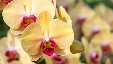 7 cuidados essenciais com as MINI ORQUÍDEAS