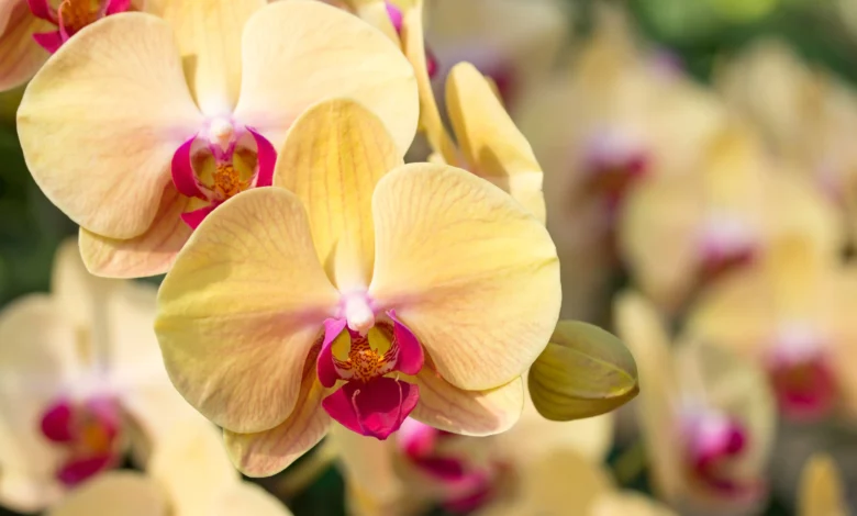 7 cuidados essenciais com as MINI ORQUÍDEAS