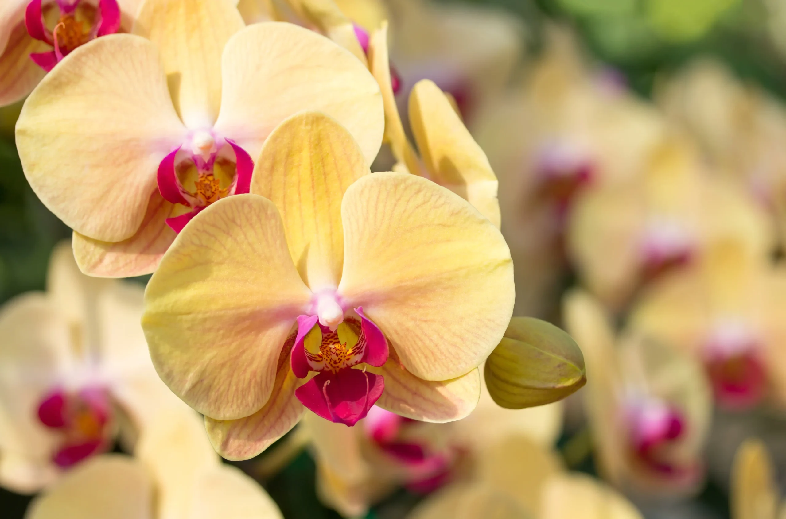 7 cuidados essenciais com as MINI ORQUÍDEAS
