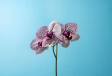 7 tipos de vaso para usar em orquídeas