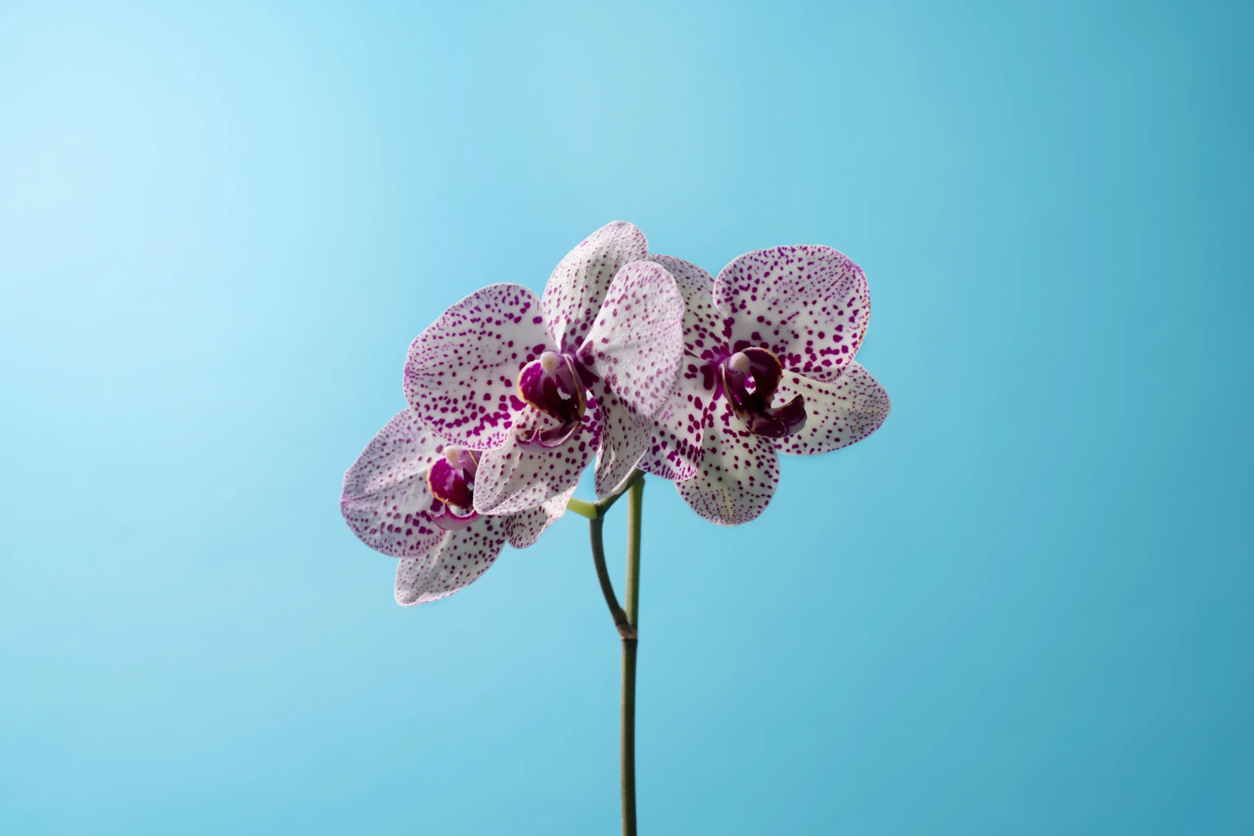 7 tipos de vaso para usar em orquídeas