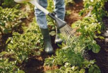 Produtividade da Horta