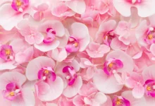 Adubo caseiro para orquídeas florir o ano todo