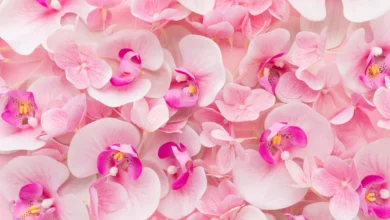 Adubo caseiro para orquídeas florir o ano todo
