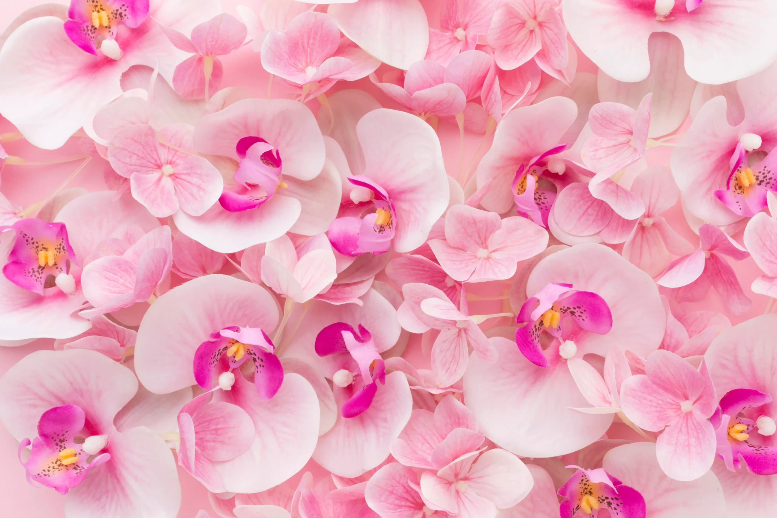 Adubo caseiro para orquídeas florir o ano todo