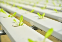 Como cultivar alface em hidroponia em garrafa PET