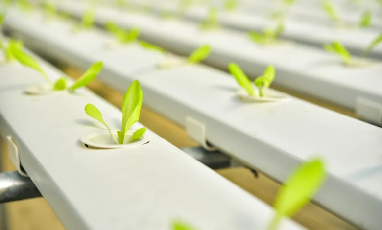 Como cultivar alface em hidroponia em garrafa PET