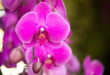 Como eliminar cochonilha em orquídeas