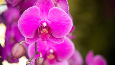 Como eliminar cochonilha em orquídeas