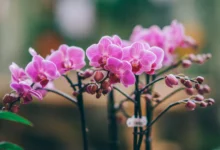Como fazer adubo orgânico caseiro para orquídeas