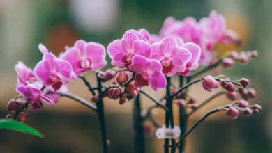 Como fazer adubo orgânico caseiro para orquídeas
