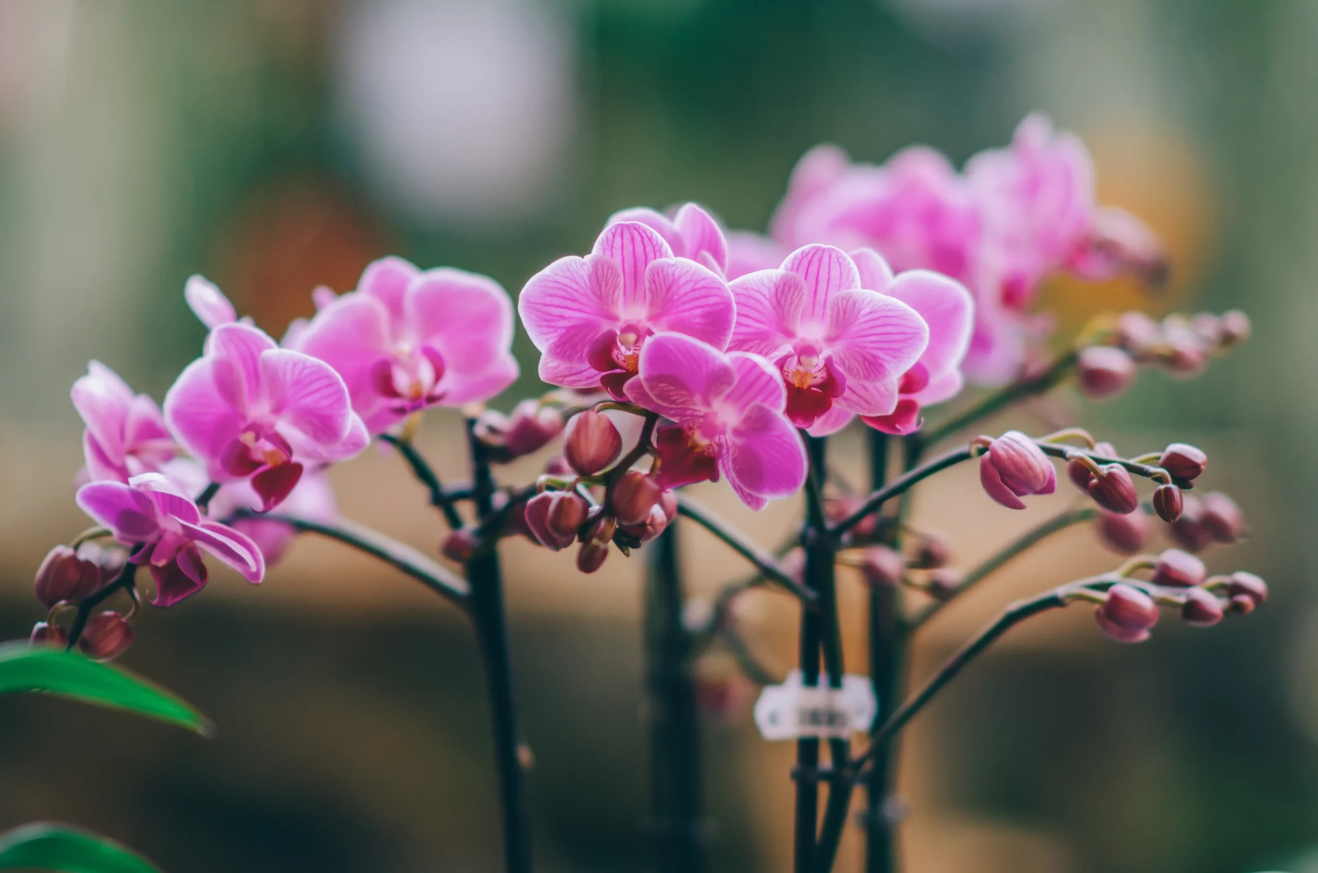 Como fazer adubo orgânico caseiro para orquídeas