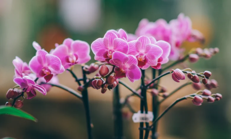 Como fazer mudas de orquídeas