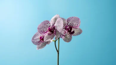 Como plantar orquídeas em casa?