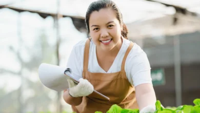 Como plantar salsinha em hidroponia