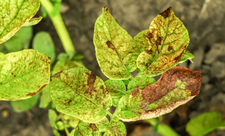 como proteger plantas dos fungos