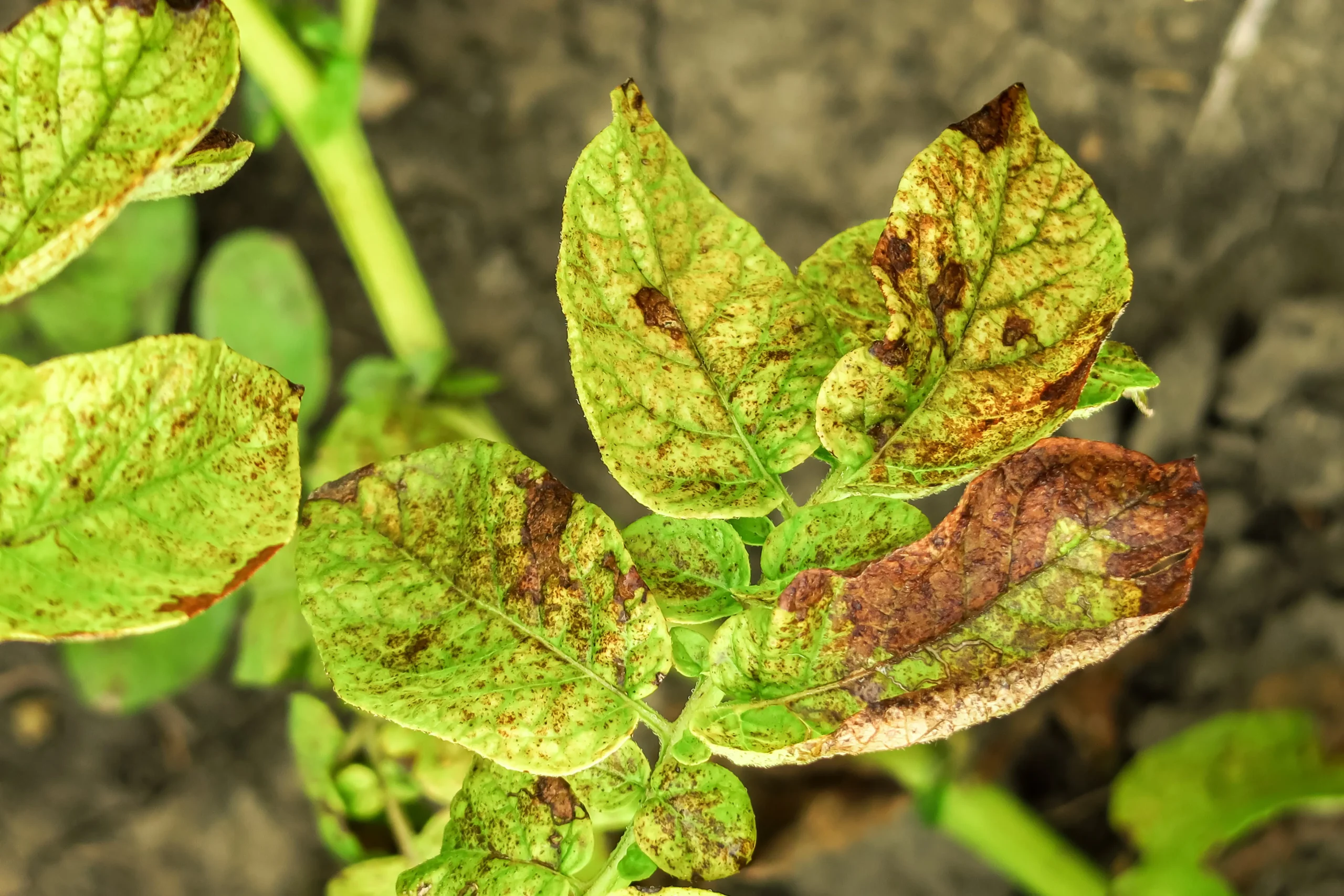 como proteger plantas dos fungos
