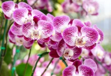 Como tratar manchas nas folhas das Orquídeas