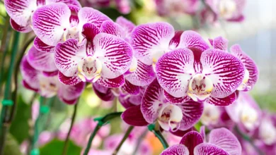 Como tratar manchas nas folhas das Orquídeas