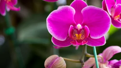 Conheça o significado das orquídeas e suas cores
