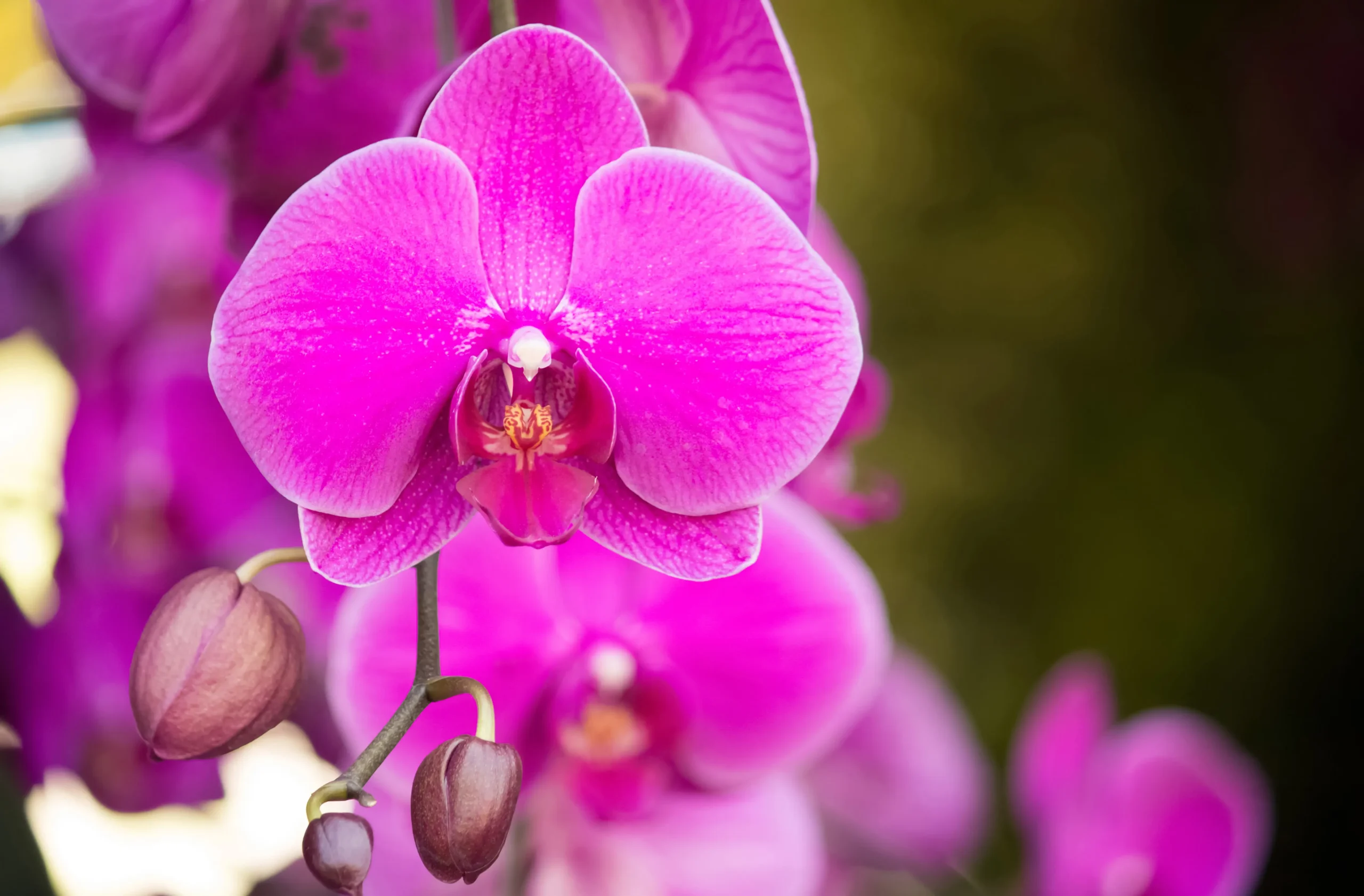 Conheça o Significado e Simbolismo das Orquídeas