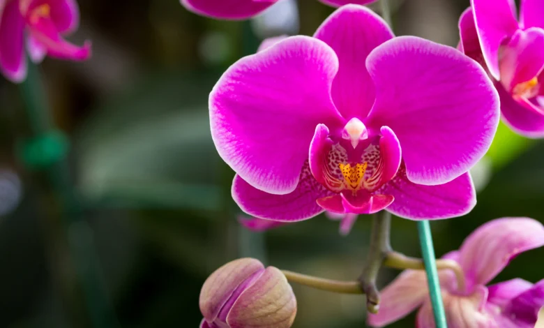 Cuidados básicos com as orquídeas oncidium