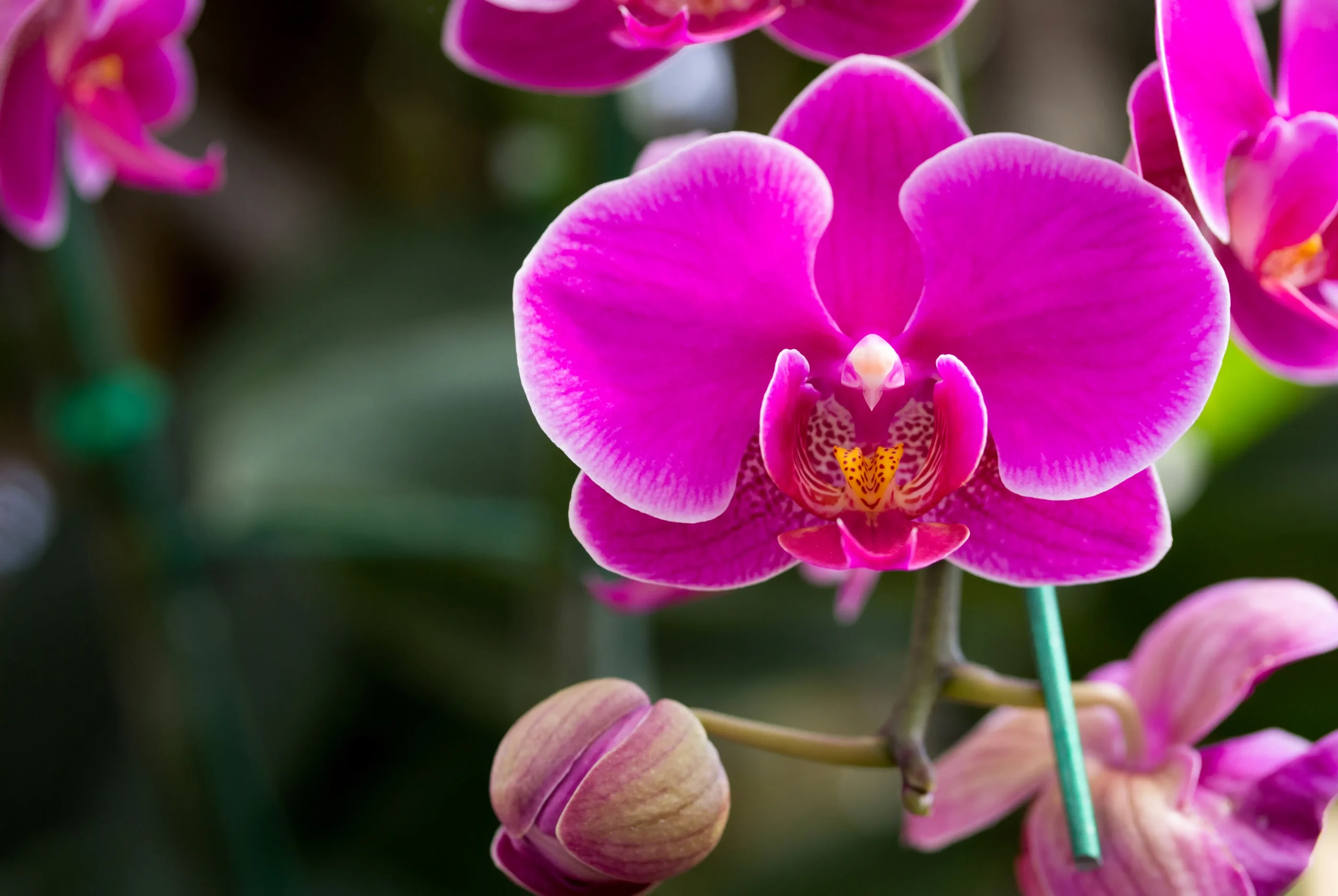 Cuidados básicos com as orquídeas oncidium