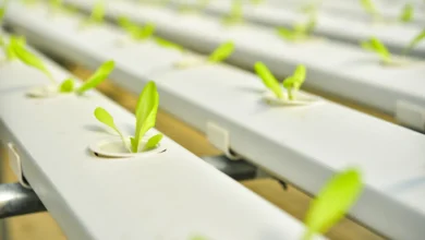 Cultivo de Agrião em Hidroponia
