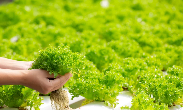 Cultivo de alfaces através da hidroponia