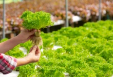 diferença entre hidroponia e aquaponia