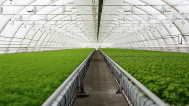 Hidroponia Caseira: Como Começar com Pouco Investimento