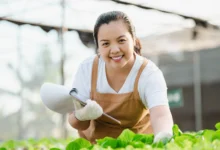 Hidroponia caseira: saiba como cultivar.