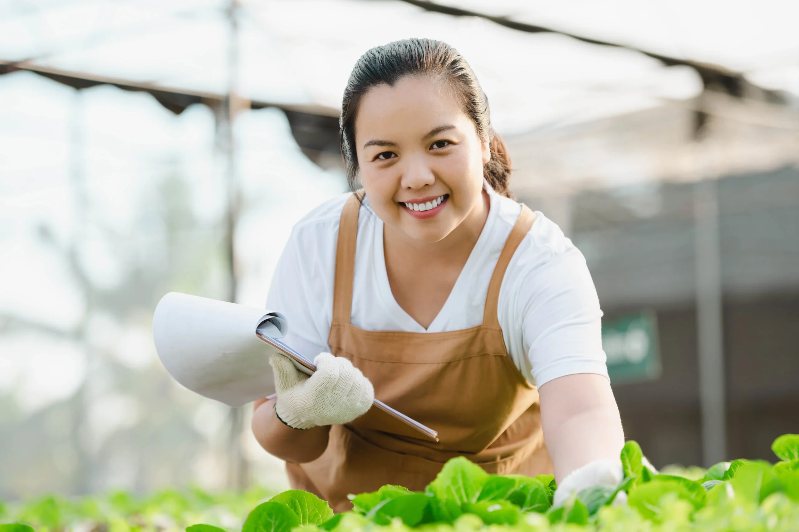 Hidroponia caseira: saiba como cultivar.