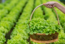 Hidroponia: como cultivar hortaliças sem solo