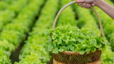 Hidroponia: como cultivar hortaliças sem solo