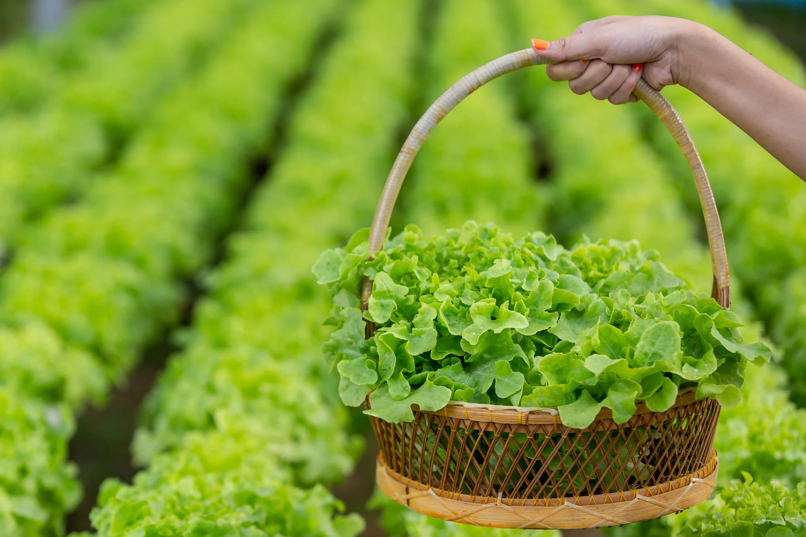 Hidroponia: como cultivar hortaliças sem solo