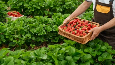 Hidroponia produção de verduras