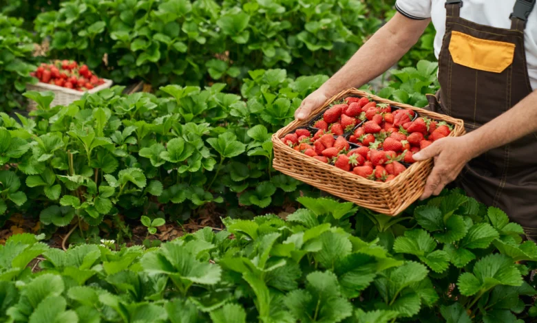 Hidroponia produção de verduras