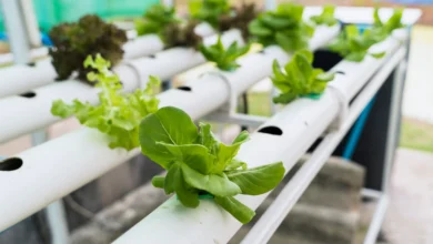 Hidroponia: produtos frescos e saudáveis