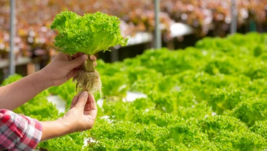 Hidroponia. como plantar sem terra