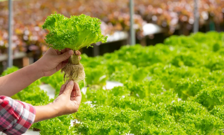 Hidroponia. como plantar sem terra