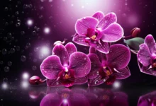 Longevidade e atividade de abelhas das orquídeas