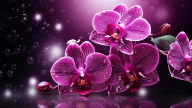 Longevidade e atividade de abelhas das orquídeas