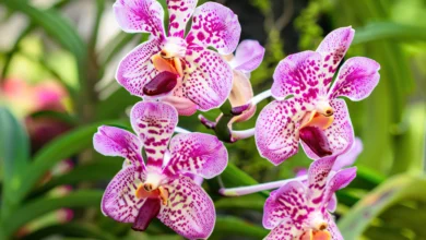 Manchas escuras nas folhas de orquídeas. O que pode ser?