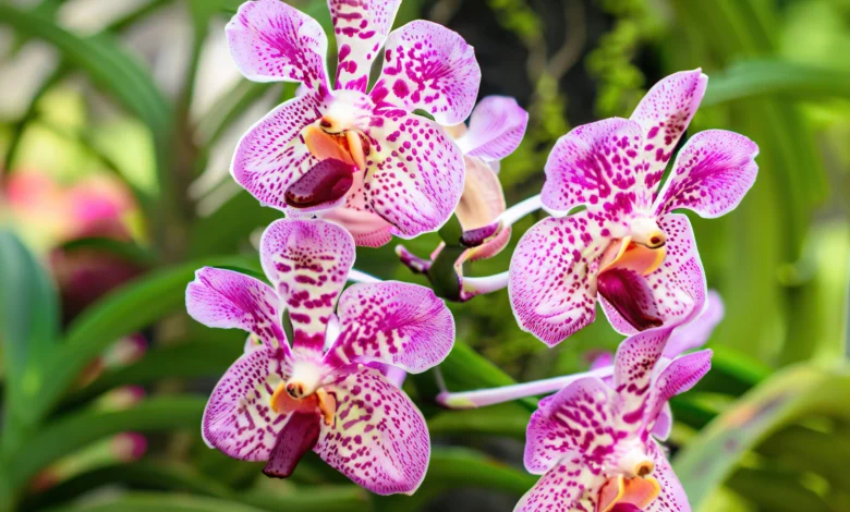Manchas escuras nas folhas de orquídeas. O que pode ser?