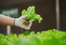 O que pode ser plantado em hidroponia?