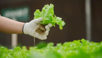 O que pode ser plantado em hidroponia?